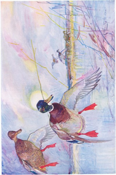 Quand les canards migrateurs sont arrivés - Frank Southgate